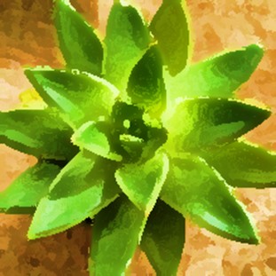 My love of succulents.